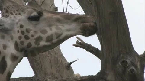 Giraffa