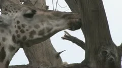 Giraffa