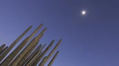 4K Timelapse Organ Pipe Cactuses Close Up