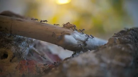 Ants