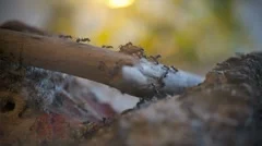 Ants