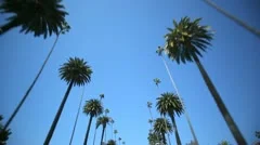 Palm Tree Drive