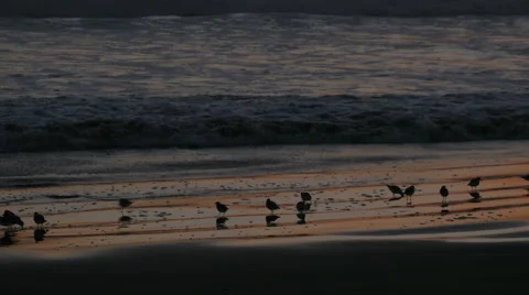Birds On The Beach At Sunset