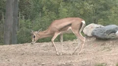 Grant'S Gazelle