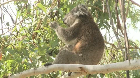 Australian Koala Bear
