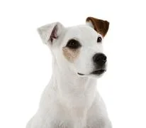 Jack Russell Terrier