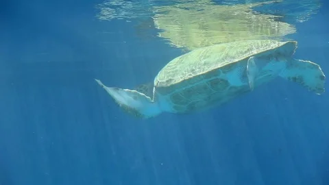 Sea Turtle Passing By