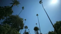 Palm Tree Drive