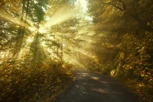 Sun rays in a golden autumn forest