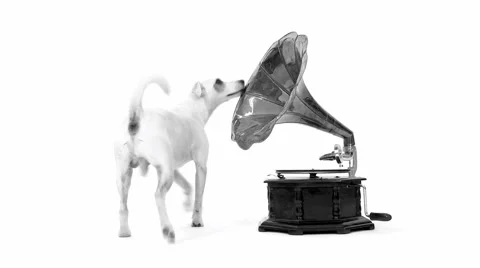 Jack Russell Terrier And Gramophone