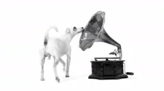Jack Russell Terrier And Gramophone