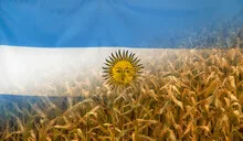 Argentina Nutrition Concept Corn field with fabric Flag