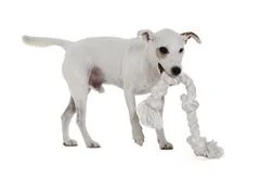 Jack Russell Terrier
