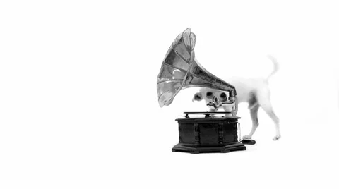 Jack Russell Terrier Searching Around And In A Gramophone Horn