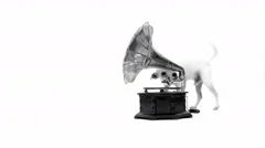 Jack Russell Terrier Searching Around And In A Gramophone Horn