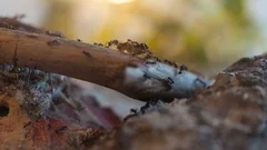 4K Time Lapse Of Ants Feeding Wide Shot
