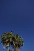 Palm And Blue Sky