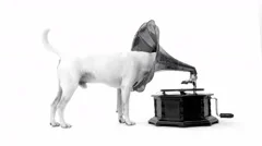 Jack Russell Terrier And Gramophone