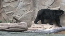Andean Bear