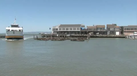 Sea Lions