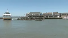 Sea Lions