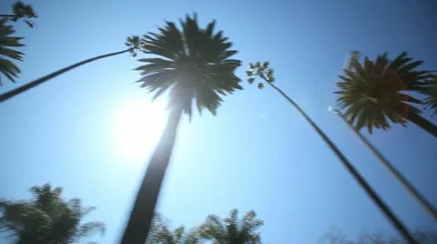 Palm Tree Drive