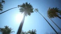 Palm Tree Drive