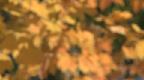 Fall Colors