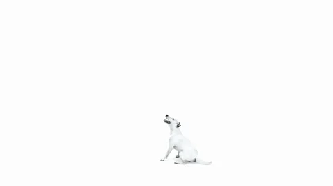 Jack Russell Terrier Jumping