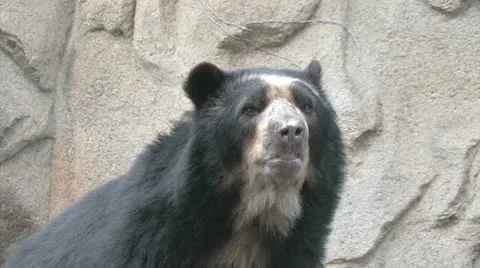 Andean Bear