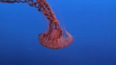 Spectacular Jellyfish