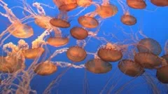 Spectacular Jellyfish