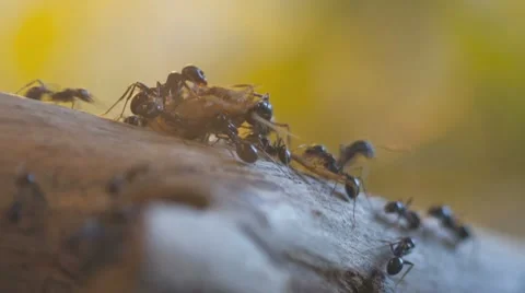 Ants