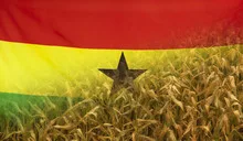 Ghana Nutrition Concept Corn field with fabric Flag