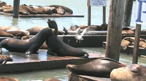 Sea Lions