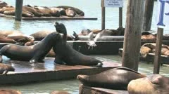 Sea Lions