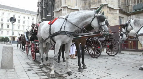 Horse Carriage Vienna