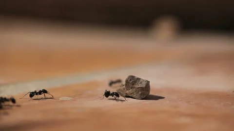 Ants Running On Stone Ground