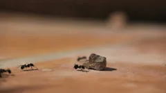 Ants Running On Stone Ground