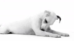 Jack Russell Terrier Lying On White Floor