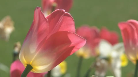 Tulip