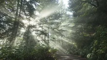 Time lapse zoom out sun rays in a golden autumn forest