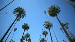 Palm Tree Drive