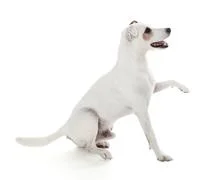 Jack Russell Terrier Gives A Paw Isolated On White