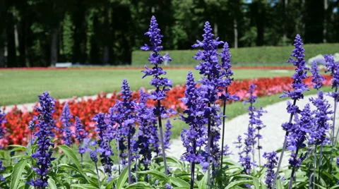 Summer Wildflowers