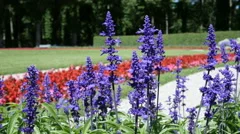 Summer Wildflowers