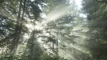 4K Time lapse tilt shot sun rays in a golden autumn forest