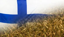 Finland Nutrition Concept Corn field with fabric Flag