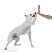 Jack Russell Terrier
