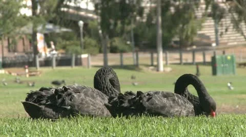 Black Swans In Park